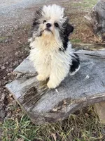 Trix , a female Yorkipoo for sale in Salisbury, NC – Photo 2 of 3