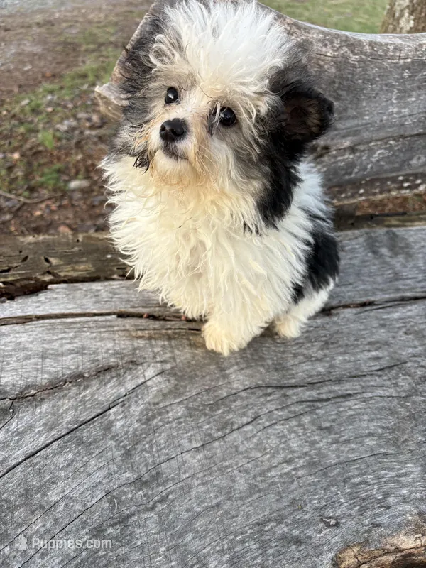 Trix  – Yorkipoo puppy for sale in Salisbury, NC