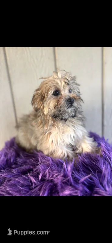 Lexi – Yorkipoo puppy for sale in Salisbury, NC