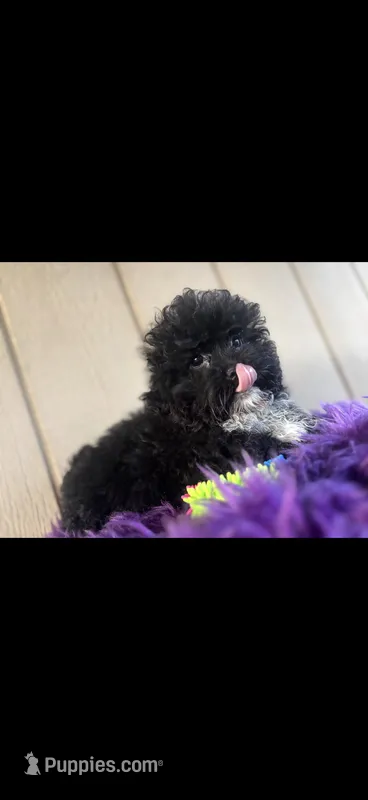 Henry – Shihpoo puppy for sale in Salisbury, NC