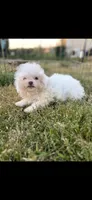 Remi, a female Shihpoo for sale in Salisbury, NC – Photo 1 of 4