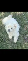 Max, a male Maltese and Shih Tzu for sale in Salisbury, NC – Photo 4 of 4