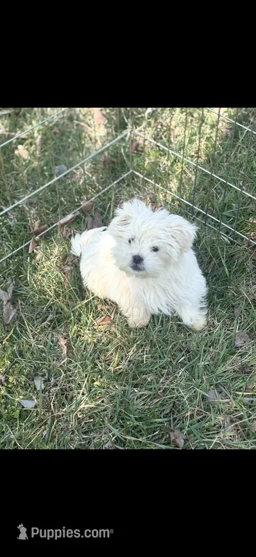 Max, a male Maltese and Shih Tzu for sale in Salisbury, NC – Photo 1 of 4