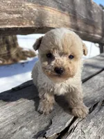 Winston, a male Poodle - Toy  for sale in Salisbury, NC – Photo 1 of 2