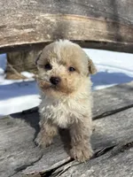 Winston, a male Poodle - Toy  for sale in Salisbury, NC – Photo 2 of 2