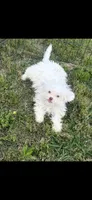 Remi, a female Shihpoo for sale in Salisbury, NC – 3 of 3
