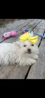 Remi, a female Shihpoo for sale in Salisbury, NC – 2 of 3