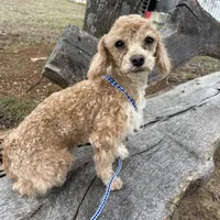 Brody, a male Poodle - Toy  for sale in Salisbury, NC – Photo 1 of 3