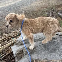Brody, a male Poodle - Toy  for sale in Salisbury, NC – Photo 3 of 3