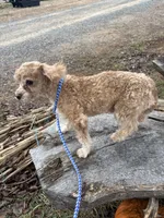 Brody, a male Poodle - Toy  for sale in Salisbury, NC – Photo 3 of 3