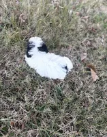 processed/86c1bc65-9c10-41d3-91c6-4e3d71790742/listing/b667c50b-ba72-43cd-8aab-e406cfd3ee25/3965bea0-3031-4e9e-9be5-763899d0a718