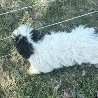 Ellie, a female Shihpoo for sale in Salisbury, NC – Photo 3 of 4