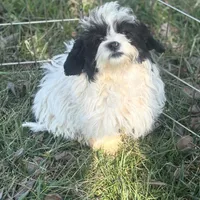 Ellie, a female Shihpoo for sale in Salisbury, NC – Photo 2 of 4