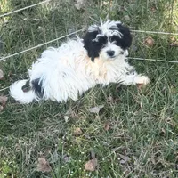 Ellie, a female Shihpoo for sale in Salisbury, NC – Photo 4 of 4