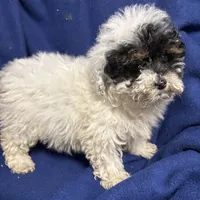 Rylee, a female Poodle - Toy  for sale in Salisbury, NC – Photo 1 of 3