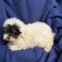 Rylee, a female Poodle - Toy  for sale in Salisbury, NC – Photo 3 of 3
