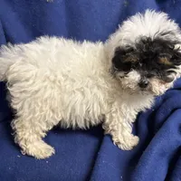 Rylee, a female Poodle - Toy  for sale in Salisbury, NC – Photo 2 of 3