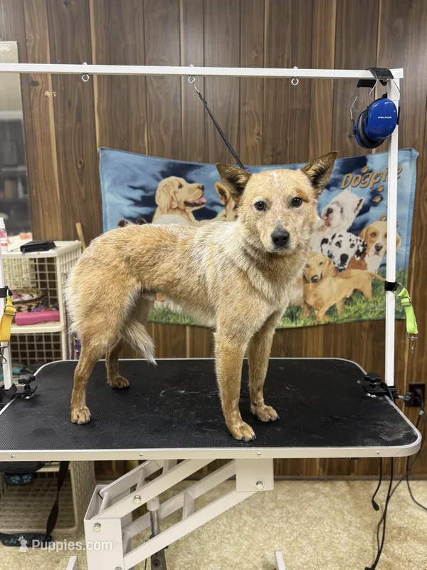 Ollie, a male Australian Cattle Dog and Australian Shepherd for sale in Salisbury, NC – Photo 1 of 4