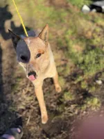Ollie, a male Australian Cattle Dog and Australian Shepherd for sale in Salisbury, NC – Photo 3 of 4