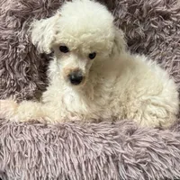 Harvey, a male Poodle - Toy  for sale in Salisbury, NC – Photo 3 of 4