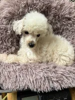 processed/86c1bc65-9c10-41d3-91c6-4e3d71790742/listing/ce53e6dc-c9d1-47ee-899a-9e68696f4653/1852211f-68f4-4680-b3c7-4fa030d8bbe6