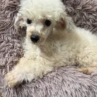 Harvey, a male Poodle - Toy  for sale in Salisbury, NC – Photo 1 of 4