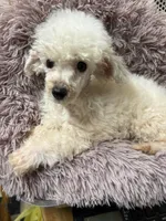 processed/86c1bc65-9c10-41d3-91c6-4e3d71790742/listing/ce53e6dc-c9d1-47ee-899a-9e68696f4653/2f5b39ef-864e-45a4-af32-c6b7d36885a4