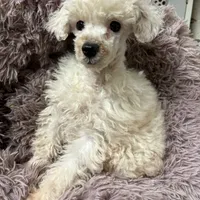 Harvey, a male Poodle - Toy  for sale in Salisbury, NC – Photo 4 of 4