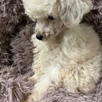 Harvey, a male Poodle - Toy  for sale in Salisbury, NC – Photo 2 of 4