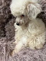 processed/86c1bc65-9c10-41d3-91c6-4e3d71790742/listing/ce53e6dc-c9d1-47ee-899a-9e68696f4653/abd43aab-3746-4a53-a10b-8f1503c800f1