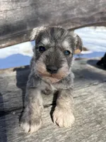 Rocky , a male Miniature Schnauzer for sale in Salisbury, NC – Photo 1 of 2