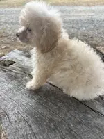 Sampson, a male Poodle - Toy  for sale in Salisbury, NC – Photo 3 of 5