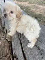 Sampson, a male Poodle - Toy  for sale in Salisbury, NC – Photo 5 of 5