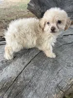Sampson, a male Poodle - Toy  for sale in Salisbury, NC – Photo 4 of 5