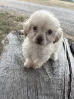 Sampson, a male Poodle - Toy  for sale in Salisbury, NC – Photo 2 of 5