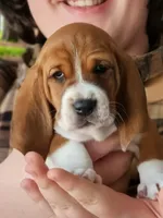 processed/86c2bc6a-87a5-4436-ab77-14229bf9d6c2/listing/7c398903-e167-4565-bb36-74e4439b0859/998fd53a-9e88-4356-93f4-8205bf855fb4