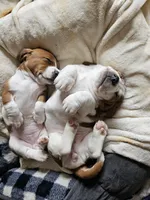 processed/86c2bc6a-87a5-4436-ab77-14229bf9d6c2/listing/7c398903-e167-4565-bb36-74e4439b0859/da47ff66-079a-4fd9-a477-37c58fe69e84