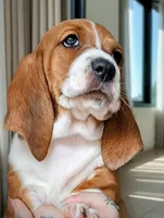 processed/86c2bc6a-87a5-4436-ab77-14229bf9d6c2/listing/7c398903-e167-4565-bb36-74e4439b0859/db26f4ec-30e6-4c3c-b258-520b74048613