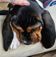 processed/86c2bc6a-87a5-4436-ab77-14229bf9d6c2/listing/97d631c8-4c87-43c0-bfba-ed02d5ce816c/920312b1-ee85-41ac-9fbc-a04fa3d0b531