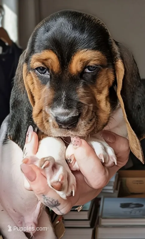 Black Beard 🏴‍☠️