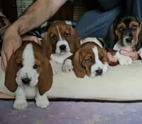 processed/86c2bc6a-87a5-4436-ab77-14229bf9d6c2/listing/9d5e6671-f893-4d0e-b1f2-7c0371ece0a3/75d5fb0a-9f2a-4075-b909-a6f125c637fb