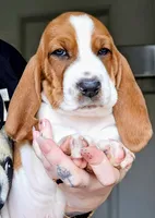 processed/86c2bc6a-87a5-4436-ab77-14229bf9d6c2/listing/9d5e6671-f893-4d0e-b1f2-7c0371ece0a3/80fc8738-91ba-43d2-a890-c153291c9a70