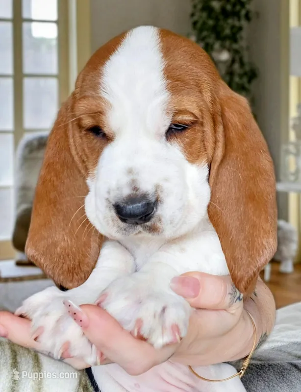 🌸Blossom the Basset