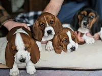 processed/86c2bc6a-87a5-4436-ab77-14229bf9d6c2/listing/c48c771b-b78d-4a62-9511-fac63fe73414/b22dfd08-5e60-4520-a33b-6b8ec80d27ea