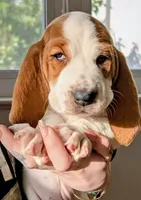 processed/86c2bc6a-87a5-4436-ab77-14229bf9d6c2/listing/c48c771b-b78d-4a62-9511-fac63fe73414/bbdfeae1-e051-4c9d-a328-10f73ef384b8