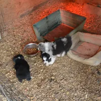 processed/86c3b0a0-8db5-44c2-bf33-7d8c20a88a03/facility/5f6bd135-e883-43ff-8ffd-4ad103b88b75