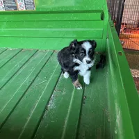 Puppygirl2, a female Miniature Australian Shepherd for sale in Rogersville, AL – Photo 3 of 3