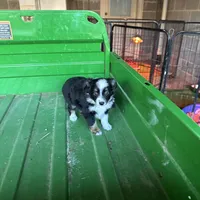 Puppygirl2, a female Miniature Australian Shepherd for sale in Rogersville, AL – Photo 1 of 3