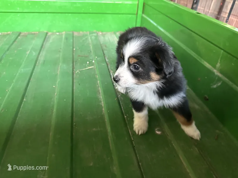 Little girl thanksgiving