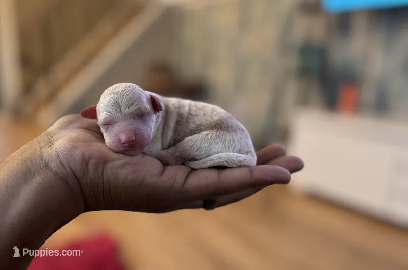 Sam – Poodle - Toy  puppy for sale in East Hartford, CT